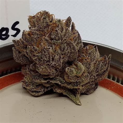 gucci berry strain|gucci og strain.